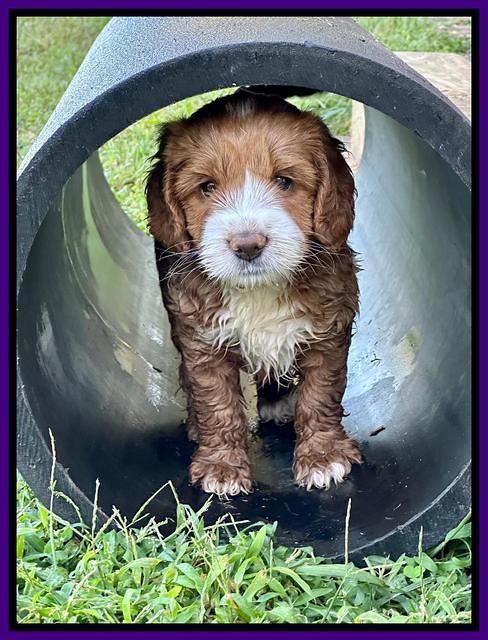 Haven Gambler 6 weeks individual 171
