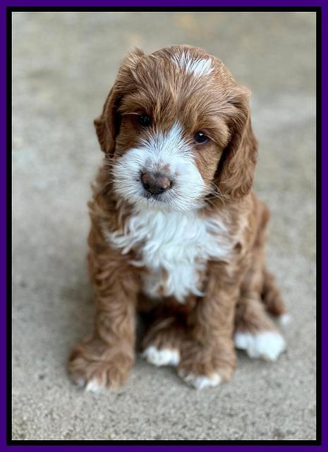 Haven Gambler 7 weeks individual 171