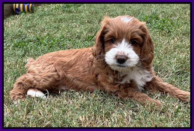 Haven Gambler 7 weeks individual 191