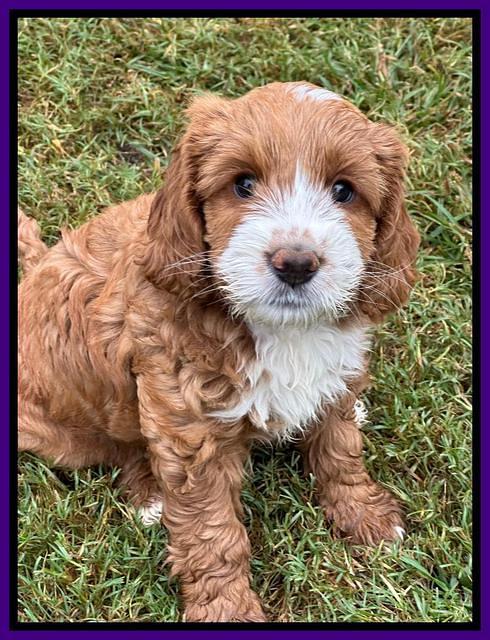 Haven Gambler 7 weeks individual 511