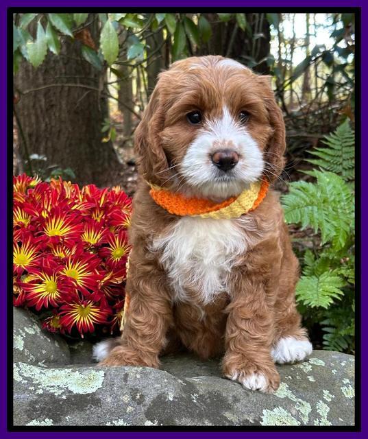 Haven Gambler 8 weeks individual 331