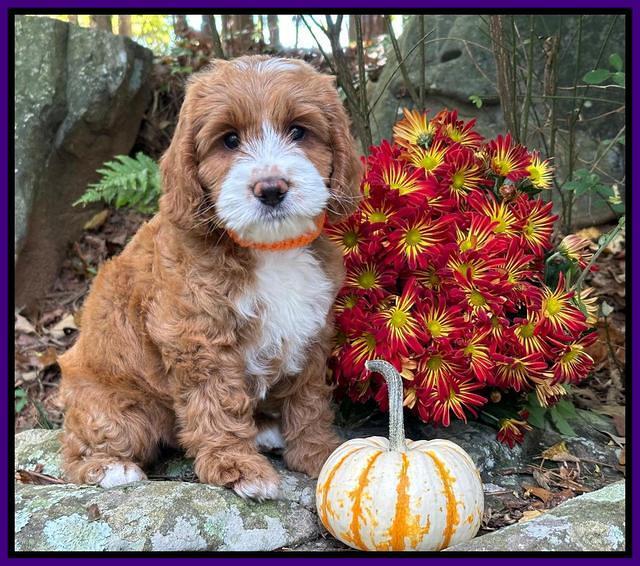 Haven Gambler 8 weeks individual 361