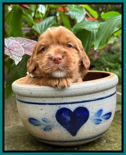 Haven Gambler 3 weeks individual 171