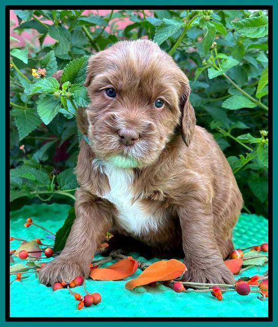 Haven Gambler 4 weeks individual 161