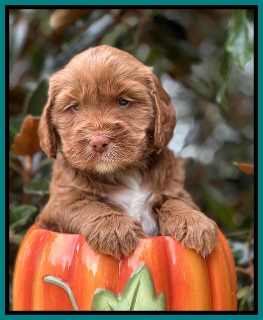 Haven Gambler 5 weeks individual 271