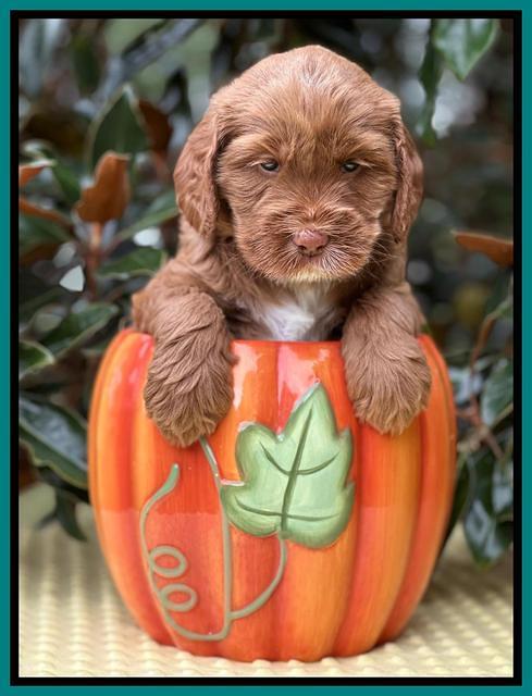 Haven Gambler 5 weeks individual 281