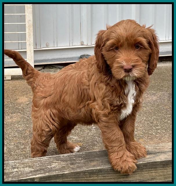 Haven Gambler 7 weeks individual 281