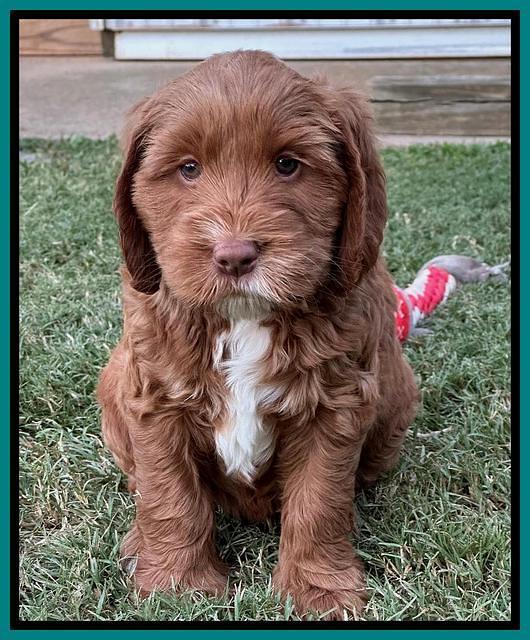Haven Gambler 7 weeks individual 291