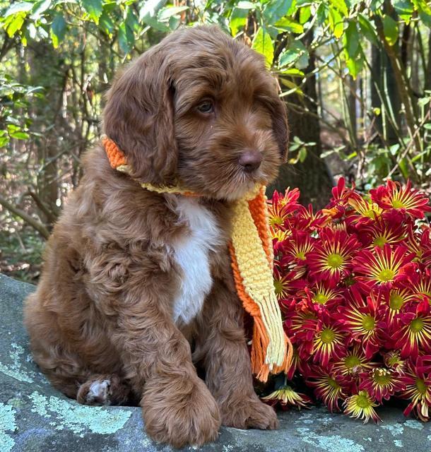 Haven Gambler 8 weeks individual 25382