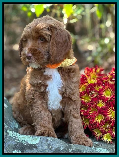 Haven Gambler 8 weeks individual 27382