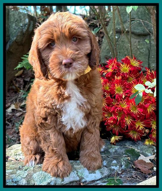 Haven Gambler 8 weeks individual 28382