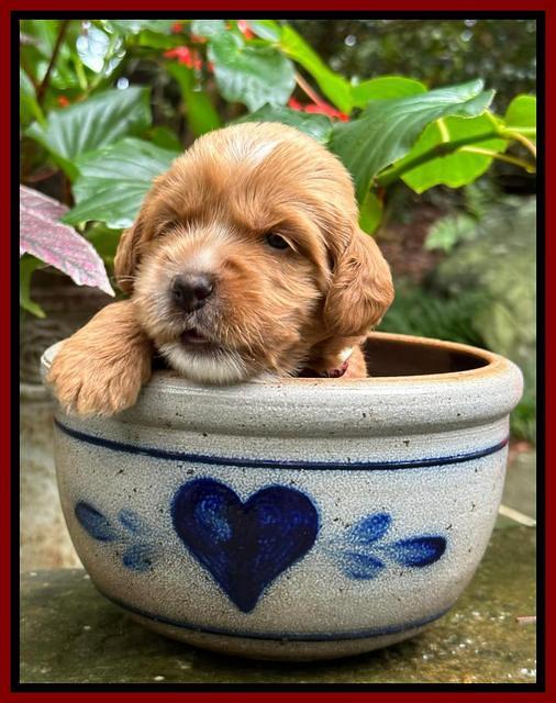 Haven Gambler 3 weeks individual 211