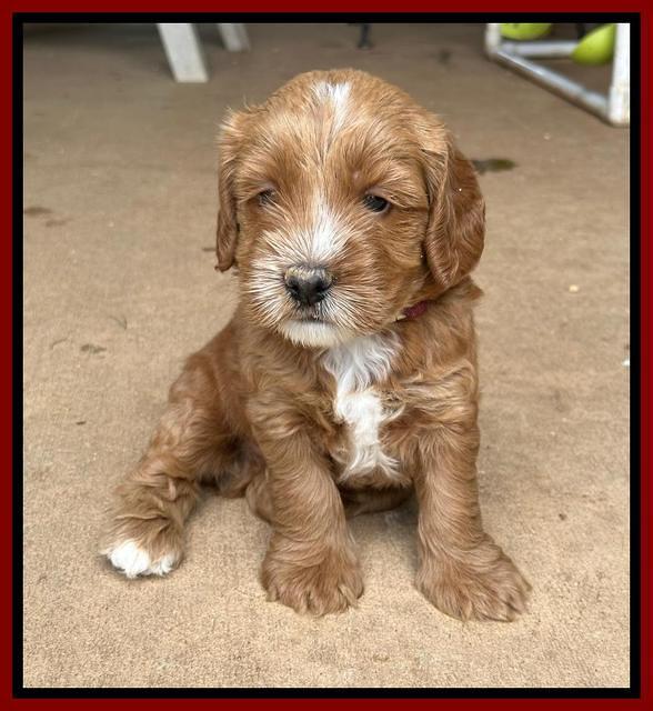 Haven Gambler 5 weeks individual 321