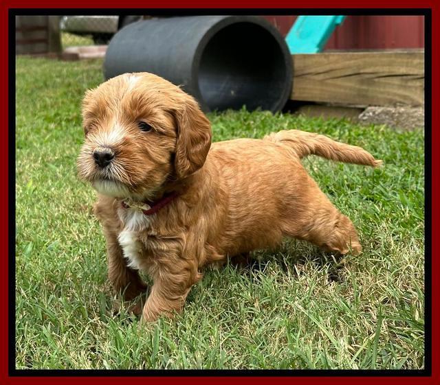 Haven Gambler 5 weeks individual 331