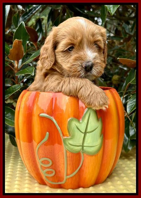 Haven Gambler 5 weeks individual 341