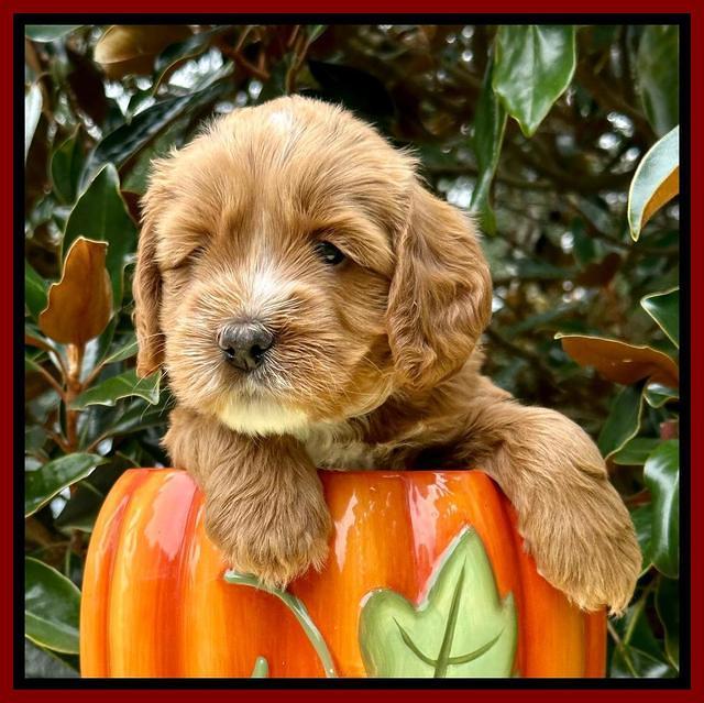 Haven Gambler 5 weeks individual 361