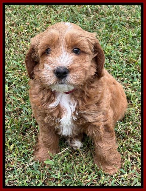 Haven Gambler 7 weeks individual 241