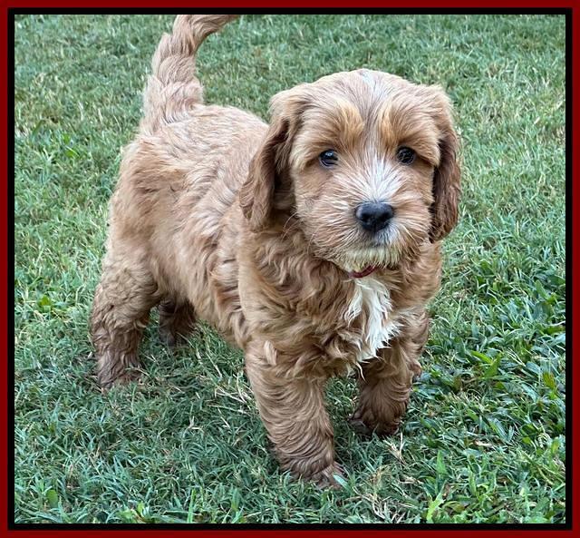 Haven Gambler 7 weeks individual 251