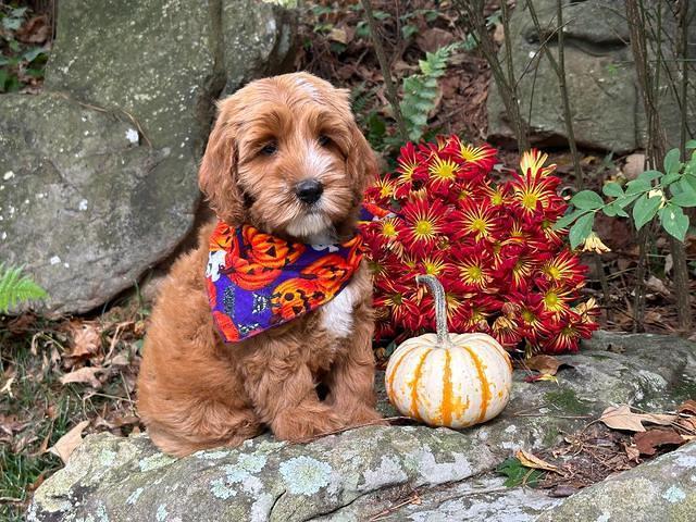 Haven Gambler 8 weeks individual 10382