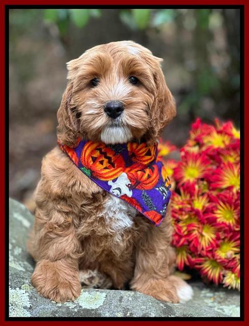 Haven Gambler 8 weeks individual 2382