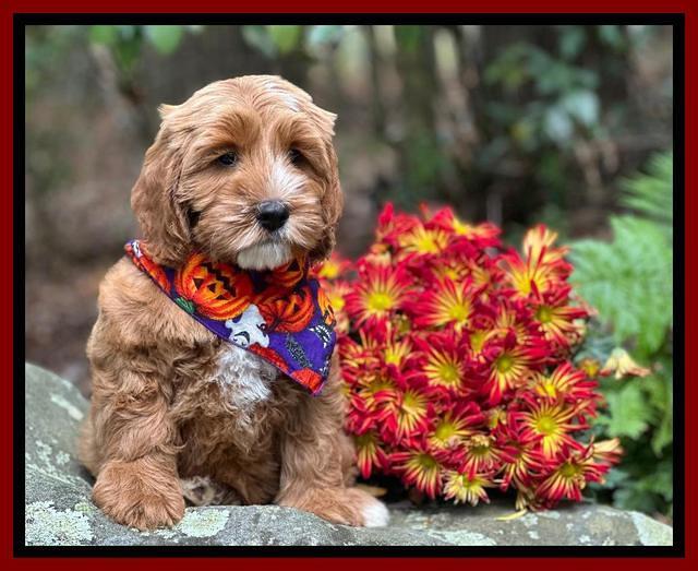 Haven Gambler 8 weeks individual 3382