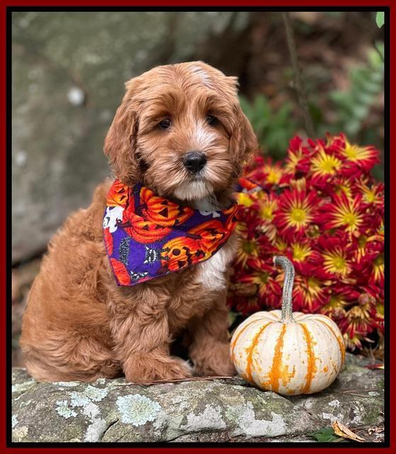 Haven Gambler 8 weeks individual 8382