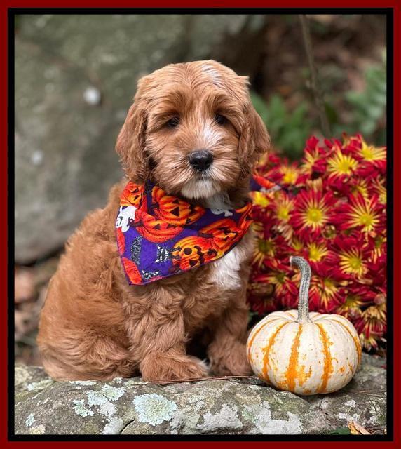 Haven Gambler 8 weeks individual 9382