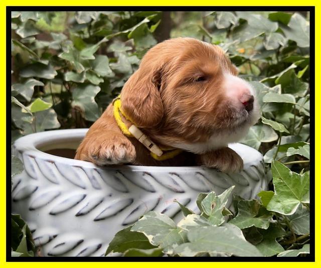 Haven Gambler 2 weeks individual 171