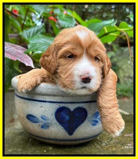 Haven Gambler 3 weeks individual 241