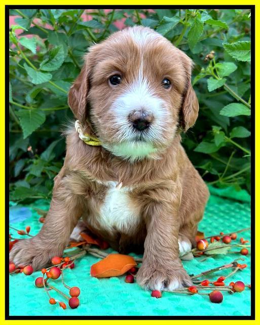 Haven Gambler 4 weeks individual 251