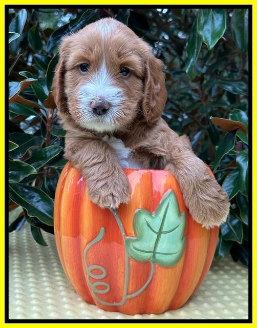 Haven Gambler 5 weeks individual 441