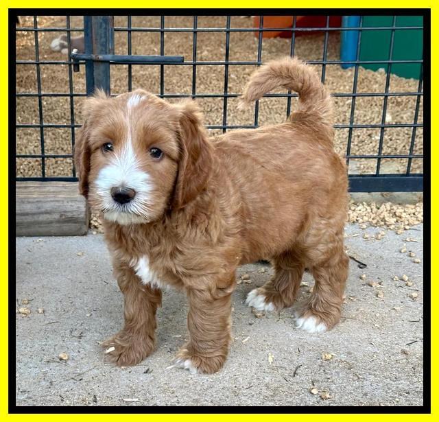 Haven Gambler 6 weeks individual 271