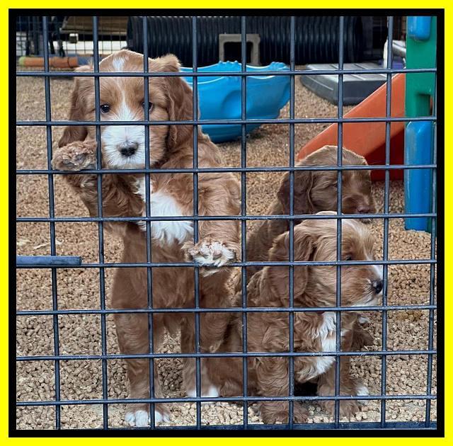 Haven Gambler 6 weeks individual 281