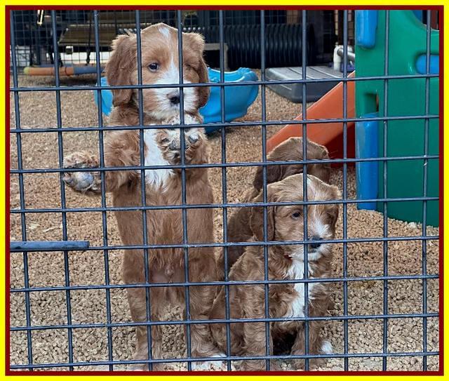 Haven Gambler 6 weeks individual 291