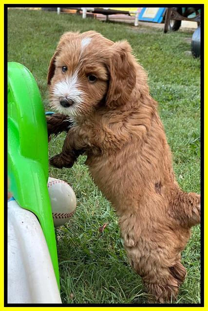 Haven Gambler 6 weeks individual 311