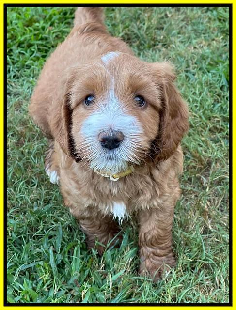 Haven Gambler 6 weeks individual 321