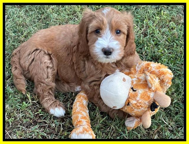 Haven Gambler 7 weeks individual 361