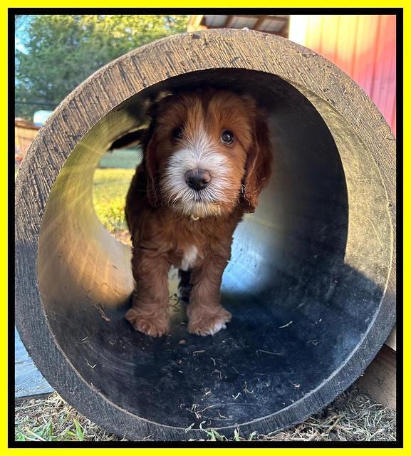 Haven Gambler 7 weeks individual 381