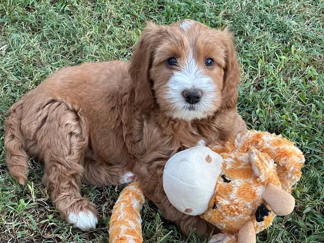 Haven Gambler 7 weeks individual 391