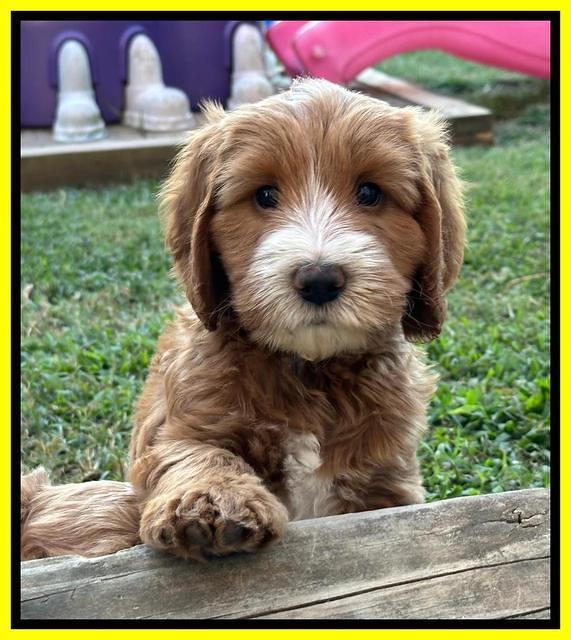 Haven Gambler 7 weeks individual 401