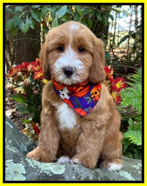 Haven Gambler 8 weeks individual 11