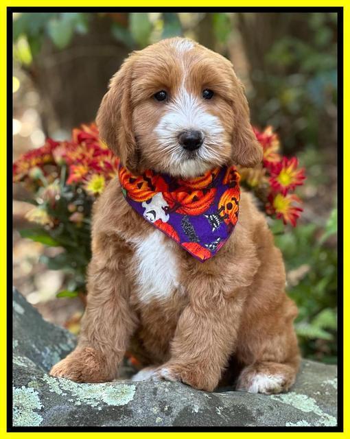 Haven Gambler 8 weeks individual 21