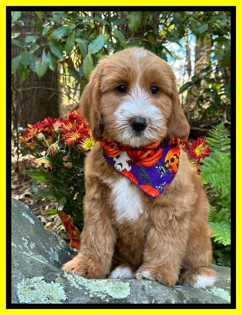 Haven Gambler 8 weeks individual 61