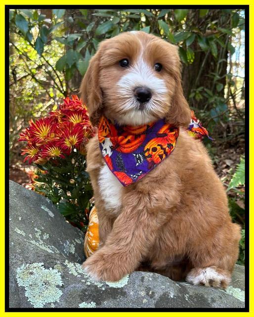 Haven Gambler 8 weeks individual 91