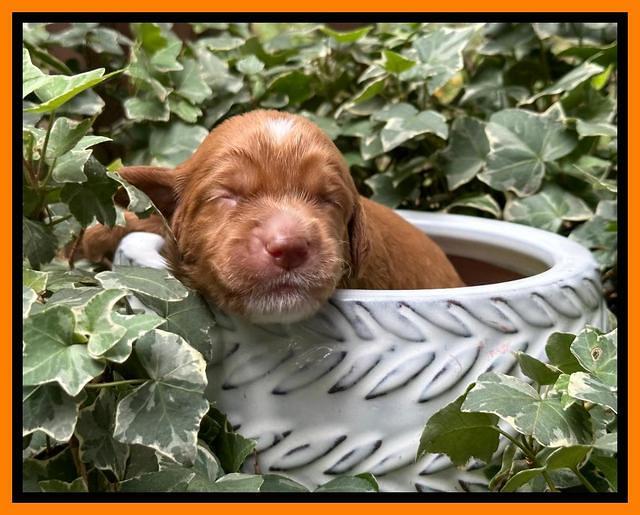 Haven Gambler 2 weeks individual 221