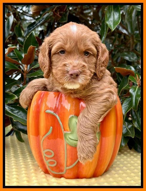 Haven Gambler 5 weeks individual 511