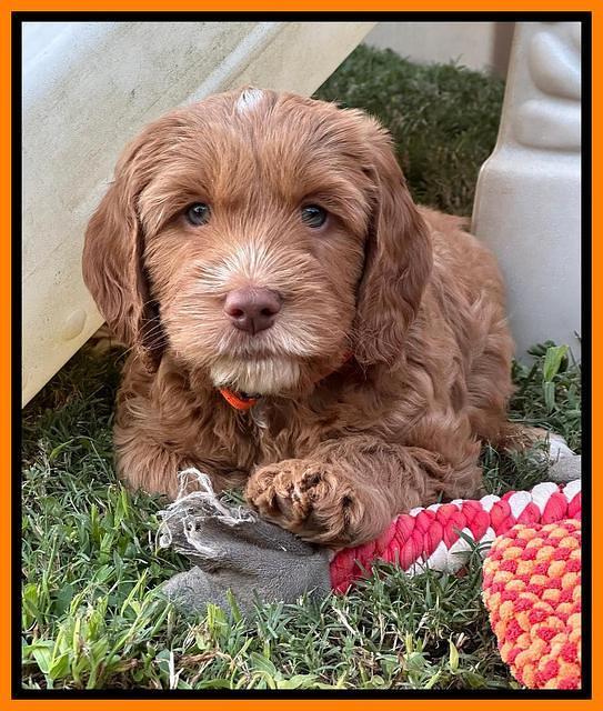 Haven Gambler 7 weeks individual 321