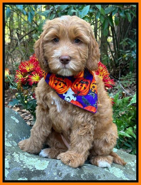 Haven Gambler 8 weeks individual 171