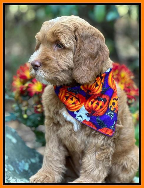 Haven Gambler 8 weeks individual 211