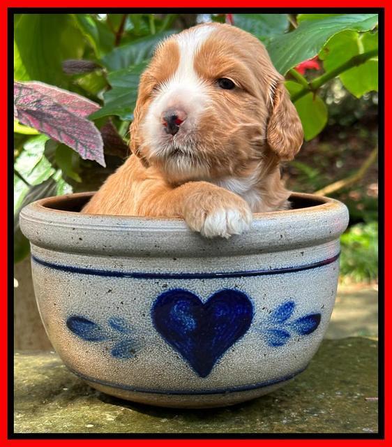 Haven Gambler 3 weeks individual 331